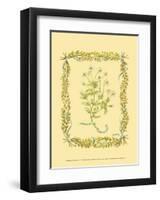 Chamomile-Wendy Russell-Framed Art Print