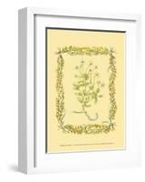 Chamomile-Wendy Russell-Framed Art Print