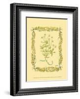 Chamomile-Wendy Russell-Framed Art Print