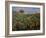 Champ de bananiers-Pierre-Auguste Renoir-Framed Giclee Print