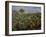 Champ de bananiers-Pierre-Auguste Renoir-Framed Giclee Print