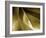 Champagne Abstract I-Alan Hausenflock-Framed Photographic Print