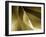 Champagne Abstract I-Alan Hausenflock-Framed Photographic Print