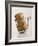 Champagne Cork-Tom Grill-Framed Photographic Print