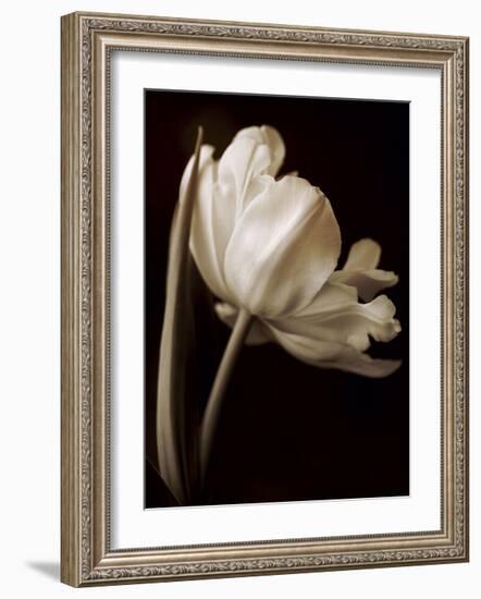 Champagne Tulip I-Charles Britt-Framed Giclee Print