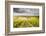 Champagne Vineyards Above the Village of Noe Les Mallets in the Cote Des Bar Area of Aube-Julian Elliott-Framed Photographic Print