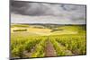 Champagne Vineyards Above the Village of Noe Les Mallets in the Cote Des Bar Area of Aube-Julian Elliott-Mounted Photographic Print