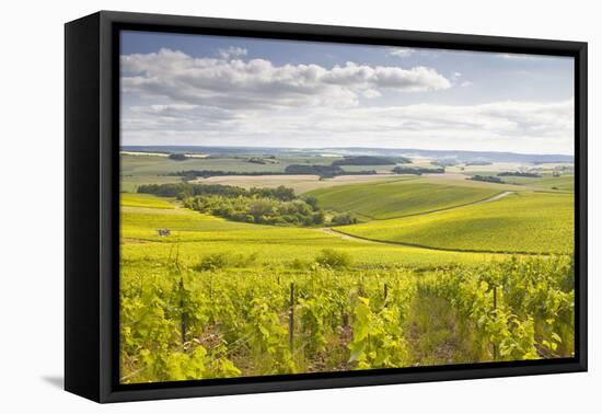 Champagne Vineyards in the Cote Des Bar Area of Aube, Champagne-Ardenne, France, Europe-Julian Elliott-Framed Premier Image Canvas