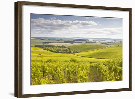 Champagne Vineyards in the Cote Des Bar Area of Aube, Champagne-Ardenne, France, Europe-Julian Elliott-Framed Photographic Print