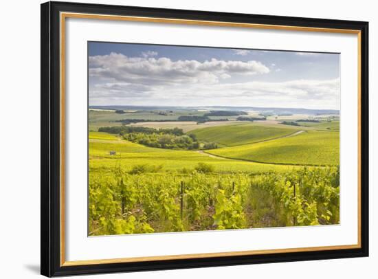 Champagne Vineyards in the Cote Des Bar Area of Aube, Champagne-Ardenne, France, Europe-Julian Elliott-Framed Photographic Print