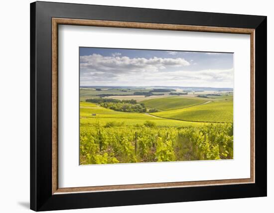 Champagne Vineyards in the Cote Des Bar Area of Aube, Champagne-Ardenne, France, Europe-Julian Elliott-Framed Photographic Print