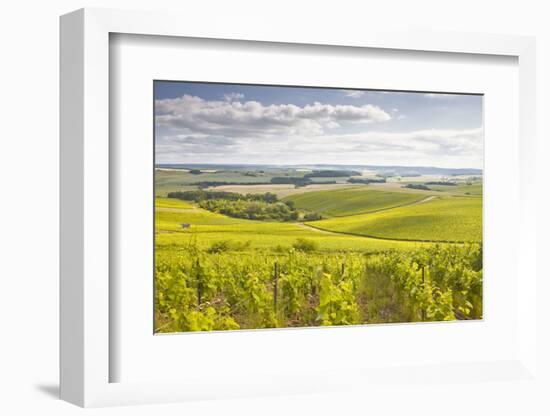 Champagne Vineyards in the Cote Des Bar Area of Aube, Champagne-Ardenne, France, Europe-Julian Elliott-Framed Photographic Print