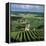 Champagne Vineyards, Ville-Dommange, Near Reims, Champagne, France, Europe-Stuart Black-Framed Premier Image Canvas