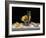 Champagne with Lemons and Oysters-Roy Hodrien-Framed Giclee Print