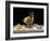 Champagne with Lemons and Oysters-Roy Hodrien-Framed Giclee Print