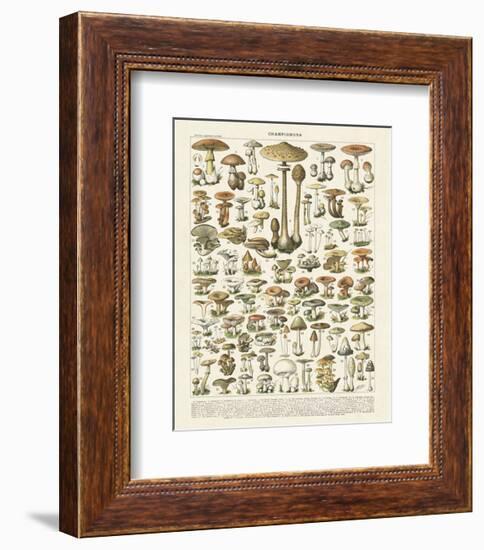 Champignons I-Adolphe Millot-Framed Art Print