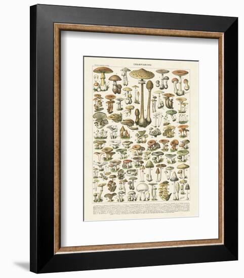 Champignons I-Adolphe Millot-Framed Art Print