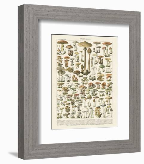 Champignons I-Adolphe Millot-Framed Art Print