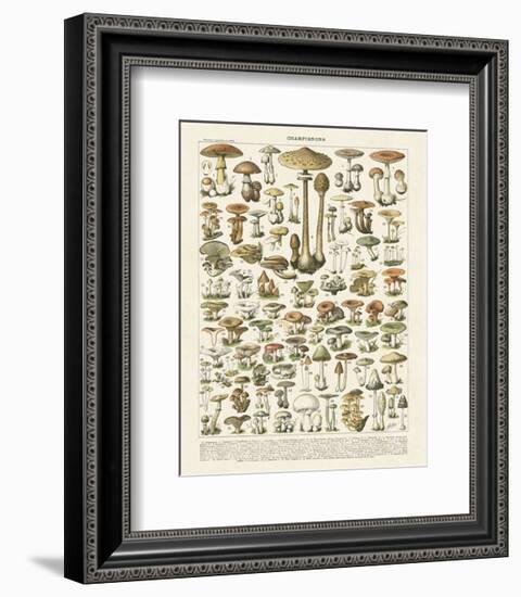 Champignons I-Adolphe Millot-Framed Art Print