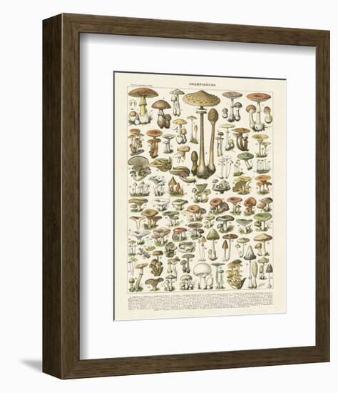 Champignons I-Adolphe Millot-Framed Art Print