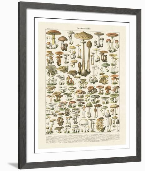 Champignons I-Adolphe Millot-Framed Art Print