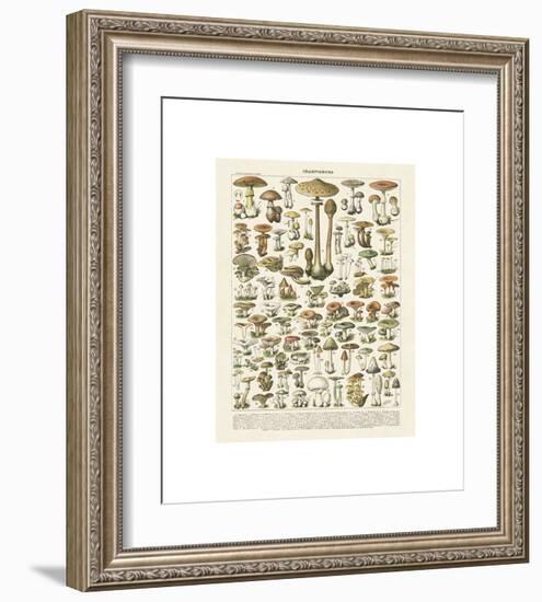 Champignons I-Adolphe Millot-Framed Giclee Print