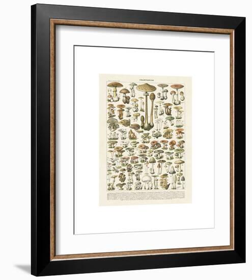 Champignons I-Adolphe Millot-Framed Giclee Print