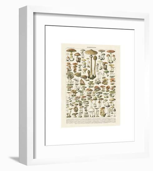 Champignons I-Adolphe Millot-Framed Giclee Print