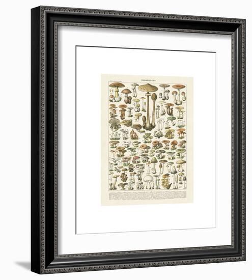 Champignons I-Adolphe Millot-Framed Giclee Print