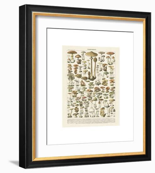 Champignons I-Adolphe Millot-Framed Giclee Print