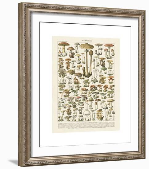 Champignons I-Adolphe Millot-Framed Giclee Print