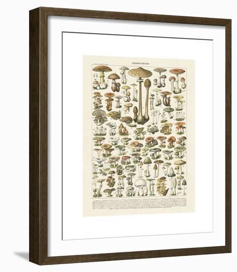 Champignons I-Adolphe Millot-Framed Giclee Print