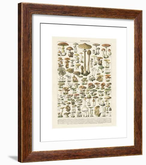 Champignons I-Adolphe Millot-Framed Giclee Print