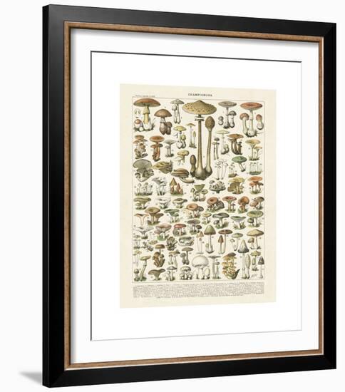 Champignons I-Adolphe Millot-Framed Giclee Print