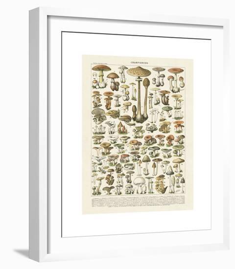 Champignons I-Adolphe Millot-Framed Giclee Print