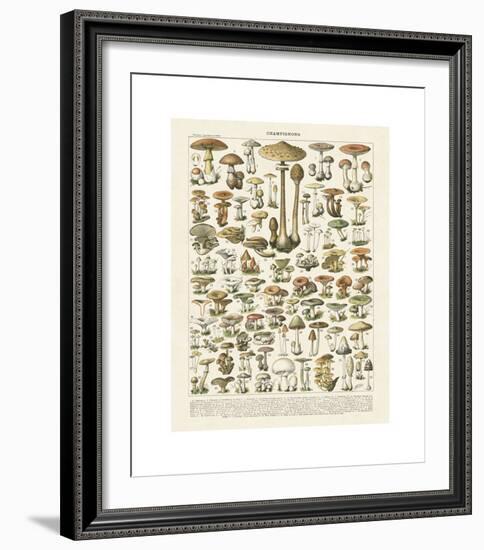 Champignons I-Adolphe Millot-Framed Giclee Print