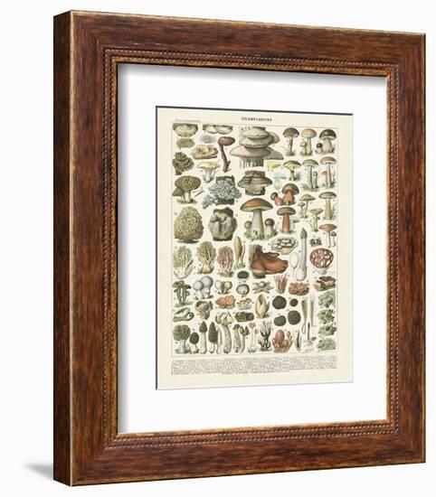 Champignons II-Adolphe Millot-Framed Art Print