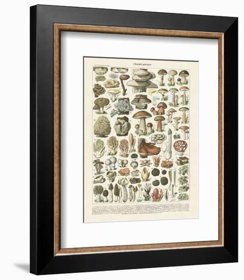 Champignons II-Adolphe Millot-Framed Art Print