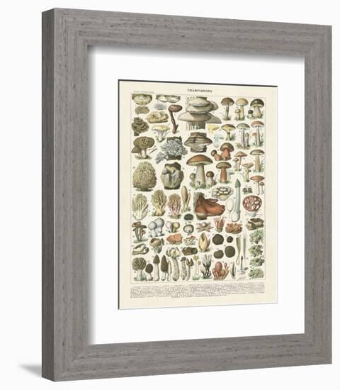 Champignons II-Adolphe Millot-Framed Art Print