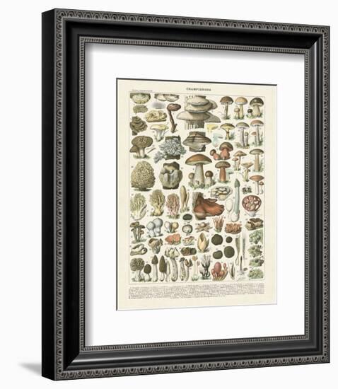 Champignons II-Adolphe Millot-Framed Art Print