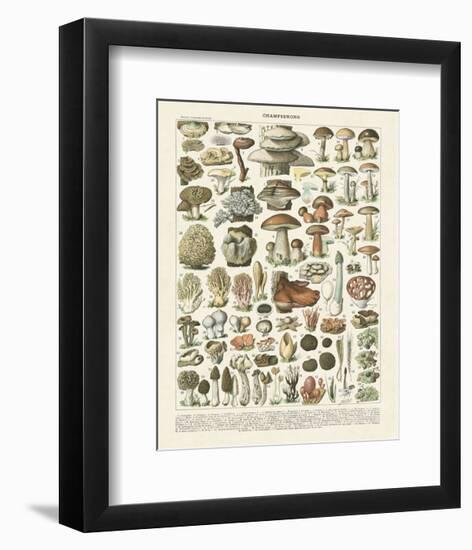 Champignons II-Adolphe Millot-Framed Art Print