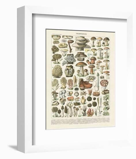 Champignons II-Adolphe Millot-Framed Art Print