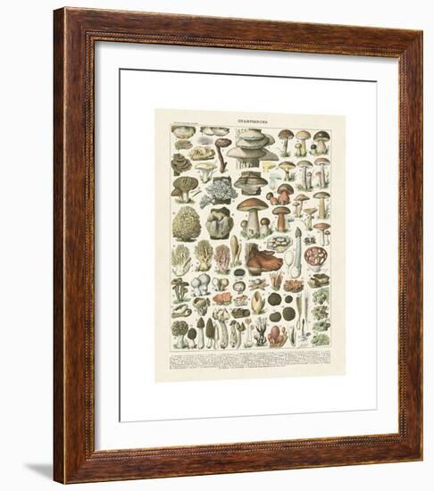 Champignons II-Adolphe Millot-Framed Giclee Print