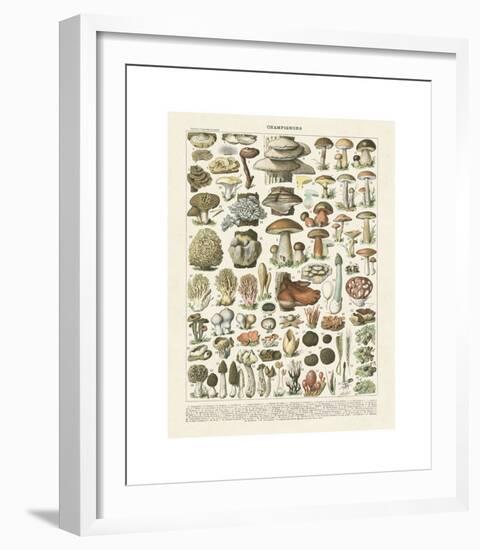 Champignons II-Adolphe Millot-Framed Giclee Print