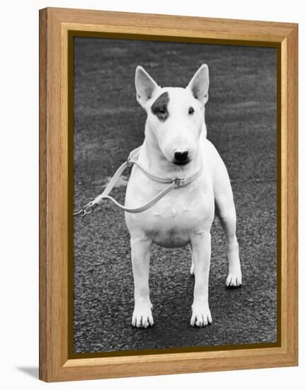 Champion Abraxas Audacity Crufts, Best in Show, 1972-Thomas Fall-Framed Premier Image Canvas