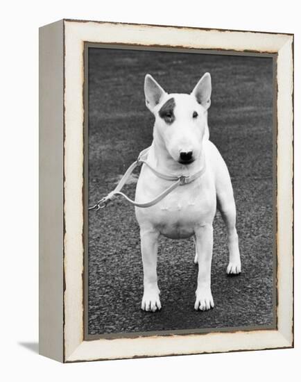Champion Abraxas Audacity Crufts, Best in Show, 1972-Thomas Fall-Framed Premier Image Canvas