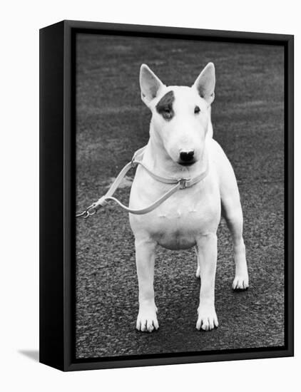 Champion Abraxas Audacity Crufts, Best in Show, 1972-Thomas Fall-Framed Premier Image Canvas