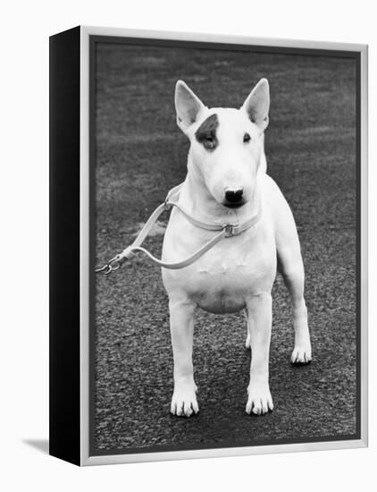 Champion Abraxas Audacity Crufts, Best in Show, 1972-Thomas Fall-Framed Premier Image Canvas