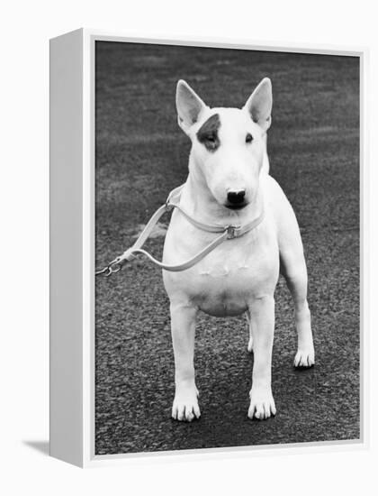 Champion Abraxas Audacity Crufts, Best in Show, 1972-Thomas Fall-Framed Premier Image Canvas