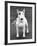 Champion Abraxas Audacity Crufts, Best in Show, 1972-Thomas Fall-Framed Photographic Print